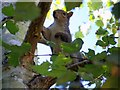 Grey Squirrel (Sciurus caroliniensis)