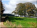 Trees and lane near Holbeck Manor