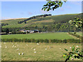 Sheep in a rough grazing field at Newstead