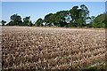 Tattie Field at Middle Drums