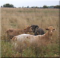 Goats in rough grazing