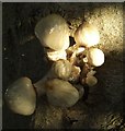 Fungi on a beech tree, Ethie Woods