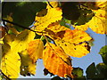 Autumnal beech leaves, Eathie Woods