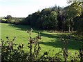 Field beside Mussel Brook