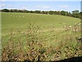 Pasture on Whitfield Valley from the A256