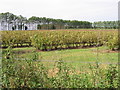 Blackcurrant bushes near the North Downs Way