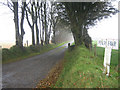 Beech-lined drive to Penlan Fawr