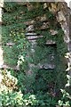 Ferns growing inside old lime kiln