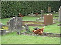 Graveyard Chickens