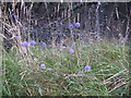 Sheeps Bit    (Jasione montana L.)