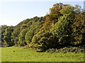 Trees above the flood plain, Llanycefn