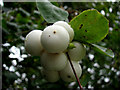 Snowberries (Symphoricarpos albus)