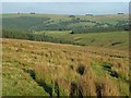 Rough pasture and plantation, Whitfield