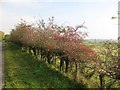 Hawthorn hedge