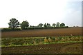 TL7940 : Fields near Puttock End by Bob Jones