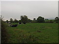 SJ2516 : Dry dairy cows (not in milk) near Maerdy Farm by John Haynes