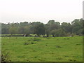 SJ2416 : Grassland near Llwyn by John Haynes
