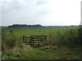 Sheep in field