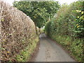 Trees and big hedges