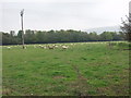 Sheep grazing near Trewern Hall