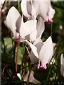 Cyclamen at Kenn