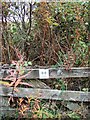 Hedge Project near Blackhall