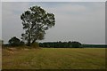 Bridleway to Lakenheath Warren