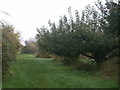 Orchard at the end of Whines Lane