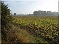 Farmland south of Adderley