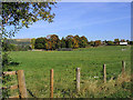 A large grazing field at Darnick