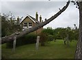 Fallen tree in Wellow