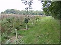 Footpath from Lucketts Farm to Wellow