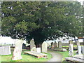 Yew Tree, Melverley Churchyard