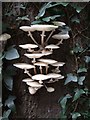 A tuft of Slimy Beech Tuft (Oudemansiella mucida)