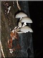 Porcelain Fungus (Oudemansiella mucida)