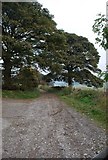 SK2369 : Unmade lane to Edensor by Roger Temple