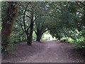 Yew walk, Chipstead Downs