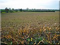 Fields near Ballycrochan