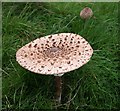 Fully Opened Parasol Mushroom