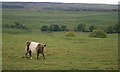 Pasture, West Bolton