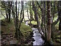 Small tributary of  Afon Llugwy flowing through alder and birch copse