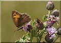 NT4680 : Meadow Brown (Maniola jurtina) on Creeping Thistle (Cirsium arvense), Aberlady by Mike Pennington