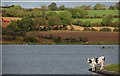 The Corbet Lough near Banbridge (5)