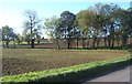 Fields and trees near Brook Farm