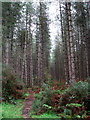 TG1817 : Path through Horsford Woods by Evelyn Simak