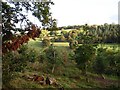 Plantation below Lower Cefn