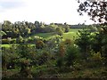 Plantation below Lower Cefn