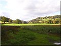 Maize and cattle in the Rhiw valley