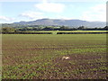 Arable fields and the Black Mountains