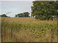 Farmland north of Rack Lane